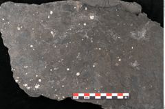 Foto (Detailansicht) von Camptoteris sp. (NHMW-GEO-2024-0188-10650)